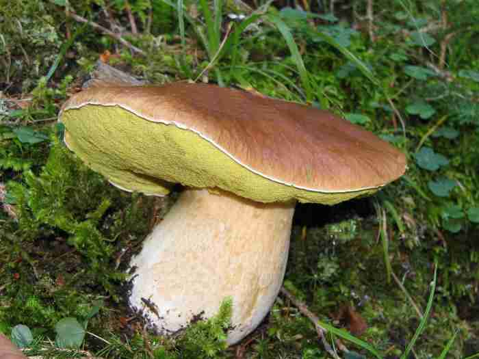  Image name: 286 Porcino.jpg 
 width: 700 pixel 
 height: 525 pixel 
 Size: 28633 bytes 
 Click to enlarge 